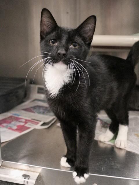 Picture of the Animal Listed